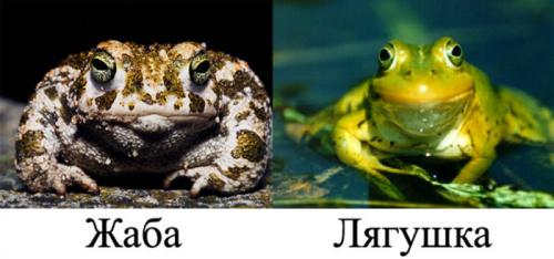 Чем питается медведь. Бурый медведь хозяин леса…