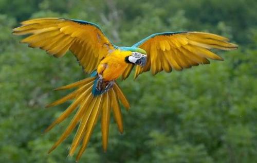 Мелкий попугай. Виды попугаев. Описания, названия и особенности видов попугаев