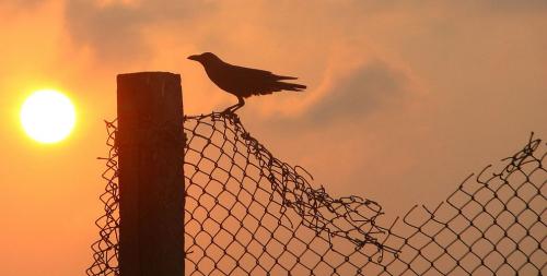 Орангутанг интеллект. 5 место: Вороны
