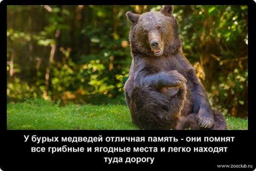 Интересные факты о медведях бурых. 20 интересных фактов о медведях белых и бурых 02
