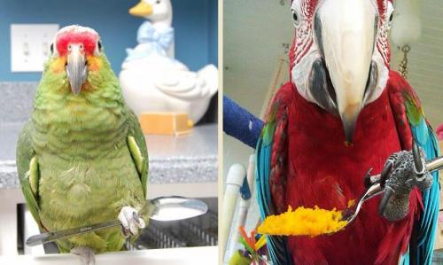Интересные факты о попугаях для детей. Интересные факты о попугаях + Видео