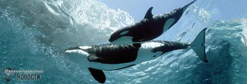 Касатка и человек. Почему косатки никогда не нападают на людей в дикой природе?