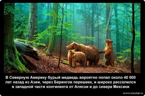 Интересные факты о медведях бурых. 20 интересных фактов о медведях белых и бурых 05