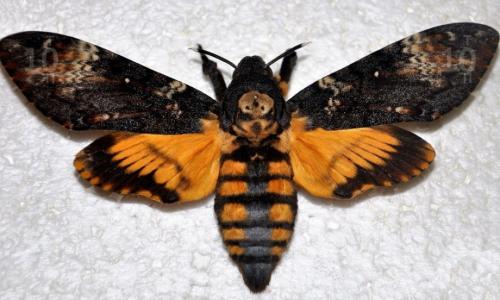 Интересные факты из жизни насекомых. 25 невероятных фактов из жизни насекомых 23