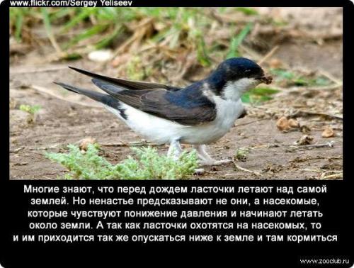 Ночью где спят ласточки. Как спят ласточки 04