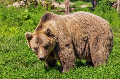 10 интересных фактов о буром медведе. Бурый медведь — интересные факты