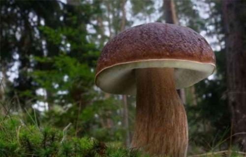 О грибах интересно. Невероятные факты о грибах (1 фото) 04