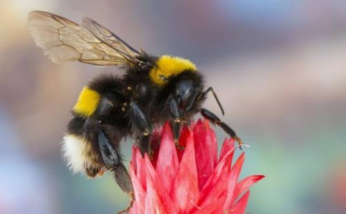 Чем питается медведь. Бурый медведь хозяин леса…