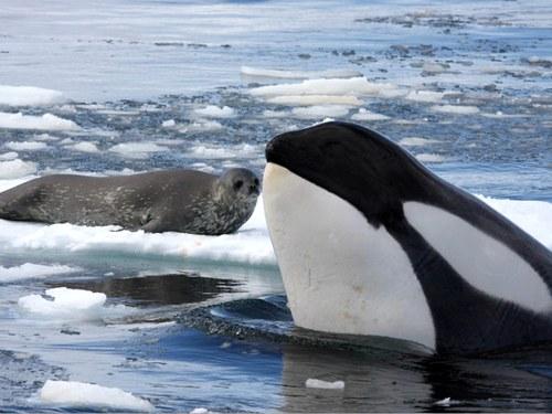 Интересные факты касатки. Интересные факты о касатках 06