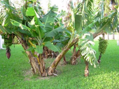 Факты о банане. Интересные факты о бананах (3 фото) 10