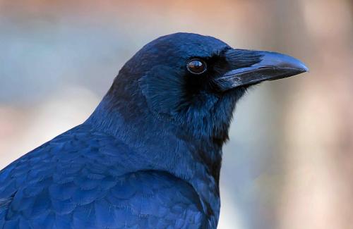 Орангутанг интеллект. 5 место: Вороны