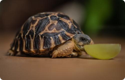 Черепаха честер. В зоопарке Честера появились две редкие лучистые черепахи