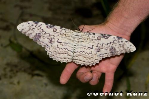 Интересные факты о мотыльках. Какая разница между бабочками и мотыльками?