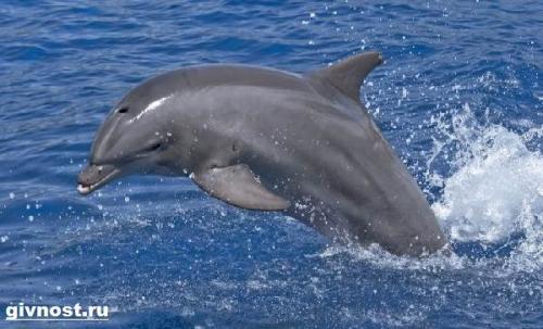Дельфин Афалина интересные факты. Описание и особенности дельфина Афалина