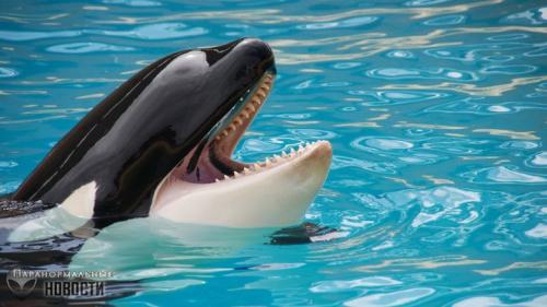 Касатка и человек. Почему косатки никогда не нападают на людей в дикой природе?
