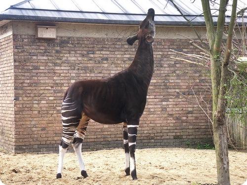 Окапи где обитает. Окапи