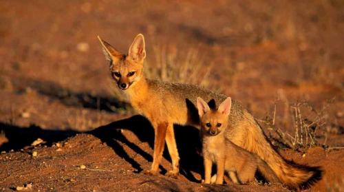 Какая продолжительность жизни медведя. Размножение 11 Какая продолжительность жизни медведя. Размножение 11