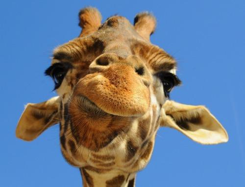 Жирафовые. Жираф: описание, строение, характеристика. Как выглядит жираф?