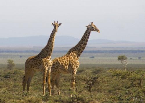 Жирафовые. Жираф: описание, строение, характеристика. Как выглядит жираф?