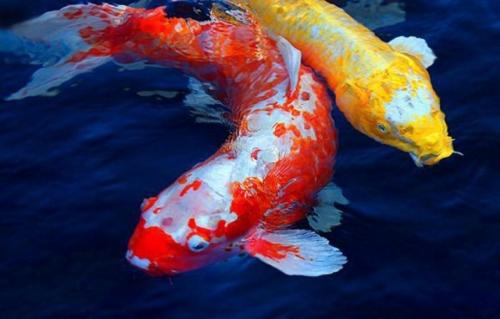 Самая большая продолжительность жизни животных. Какая самая долгоживущая птица в мире?