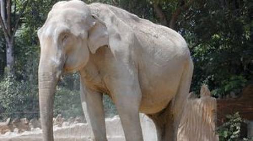 Какая продолжительность жизни медведя. Размножение 10