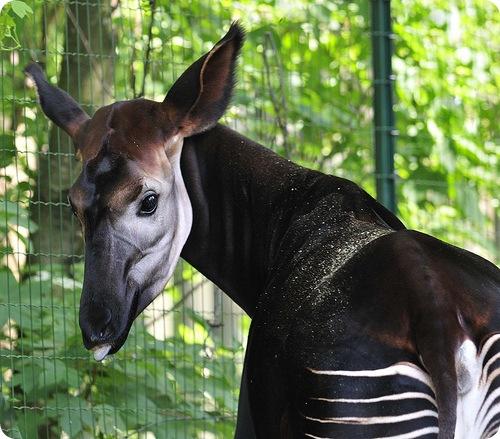 Окапи где обитает. Окапи