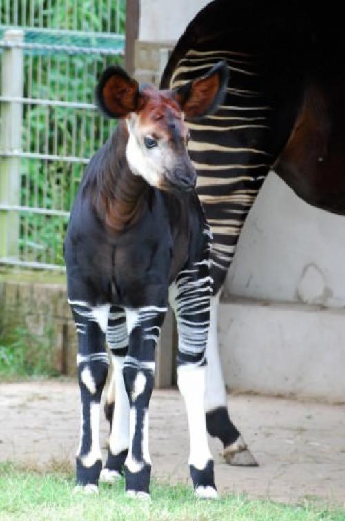 Окапи или окапи джонстона. Окапи или «лесной жираф» (лат. Okapia johnstoni)