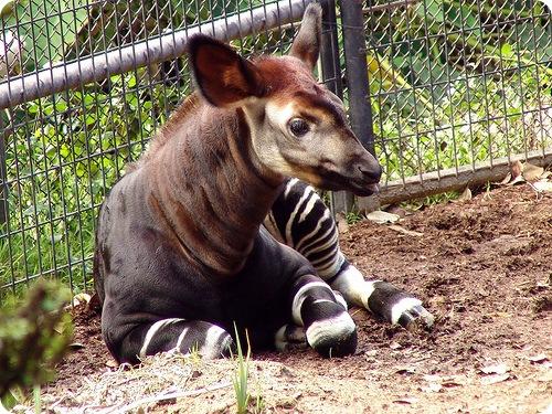 Окапи где обитает. Окапи