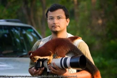 Индонезийская белка. 2020