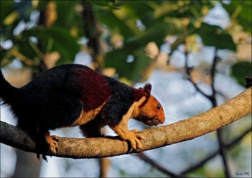 Индонезийская белка. 2020