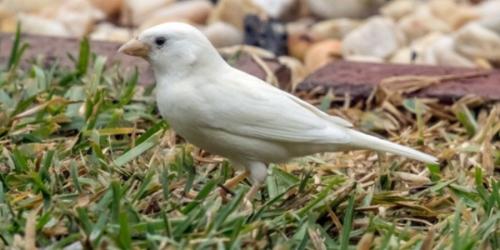 Воробей-альбинос википедия. Найдена редчайшая птица — воробей-альбинос [фото, видео]