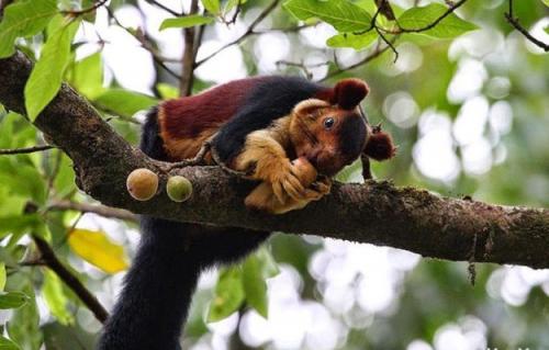 Индонезийская белка. 2020