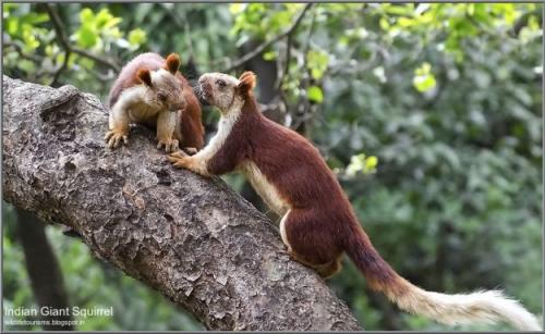 Индонезийская белка. 2020