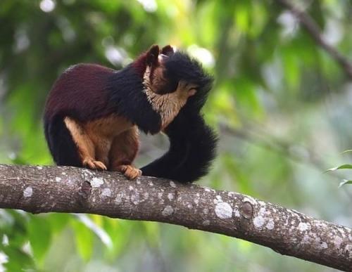 Индонезийская белка. 2020