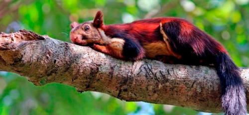 Индонезийская белка. 2020