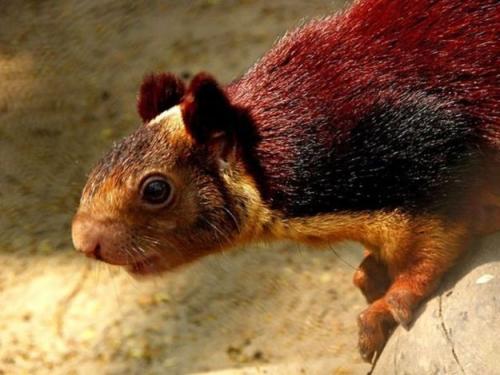 Индонезийская белка. 2020