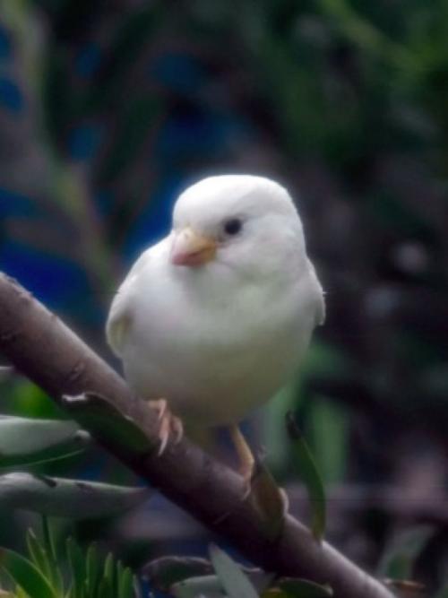 Воробей-альбинос википедия. Найдена редчайшая птица — воробей-альбинос [фото, видео]