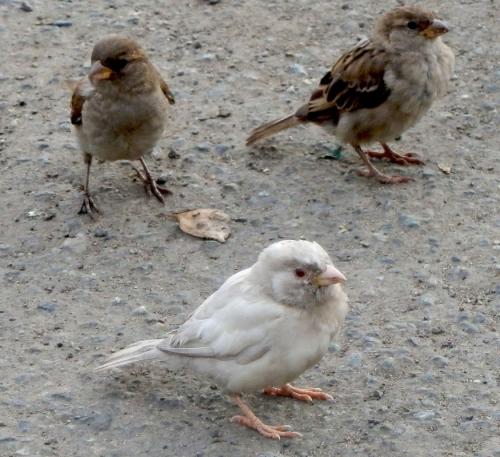 Альбинос воробей. В нашем регионе появился воробей-альбинос 03