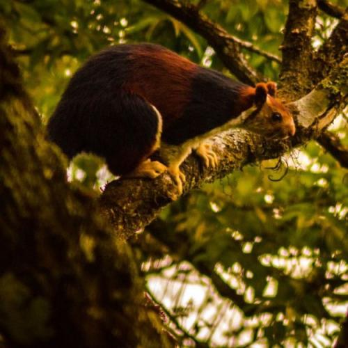 Индонезийская белка. 2020