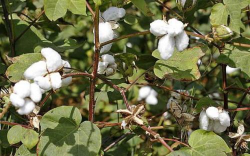 Интересные факты о хлопке. Факты о хлопке 11 Интересные факты о хлопке. Факты о хлопке 11