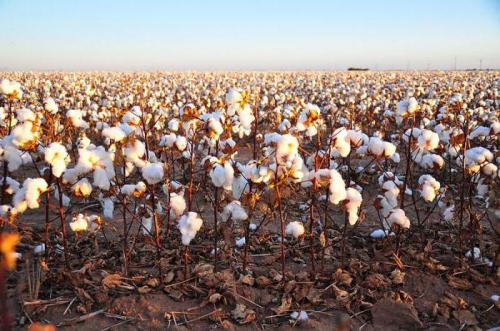 Интересные факты о хлопке. Факты о хлопке 13 Интересные факты о хлопке. Факты о хлопке 13