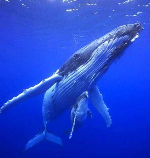 Чем питается детеныш кита. Как киты кормят своих детенышей?