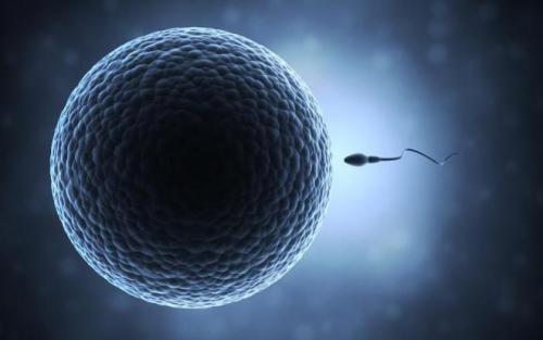 Сколько клеток в человеке. Сколько клеток в организме человека? 07