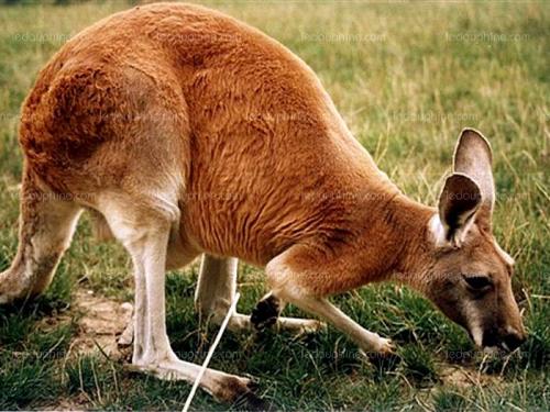 Чем питается детеныш кенгуру. Что едят кенгуру?