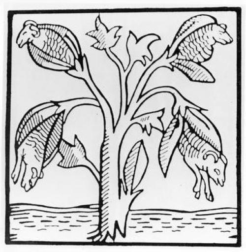 Интересные факты о хлопке. Факты о хлопке 12 Интересные факты о хлопке. Факты о хлопке 12