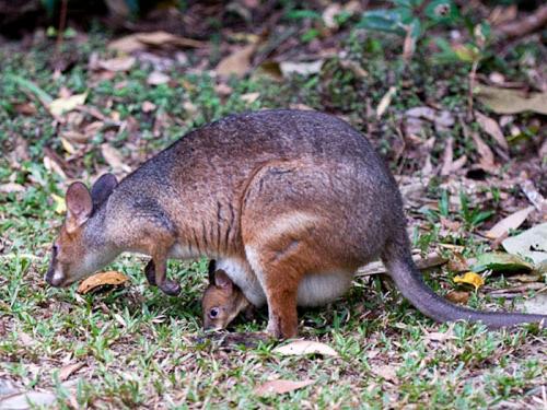 Чем питается детеныш кенгуру. Что едят кенгуру?