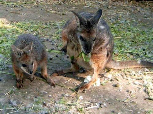 Чем питается детеныш кенгуру. Что едят кенгуру?