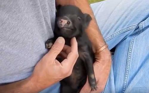 Кровь человека и свиньи. Сходство организмов человека и свиньи