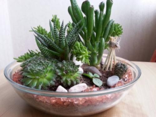 Комнатная бегония уход. Бегония – уход и выращивание 08