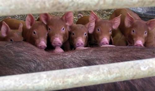 Кровь человека и свиньи. Сходство организмов человека и свиньи